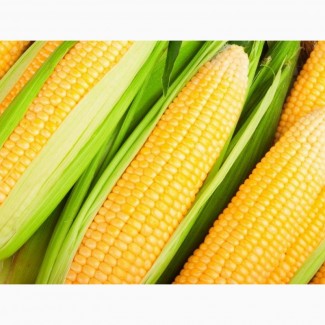Продам семена кукурузы Марсель, ФАО 260