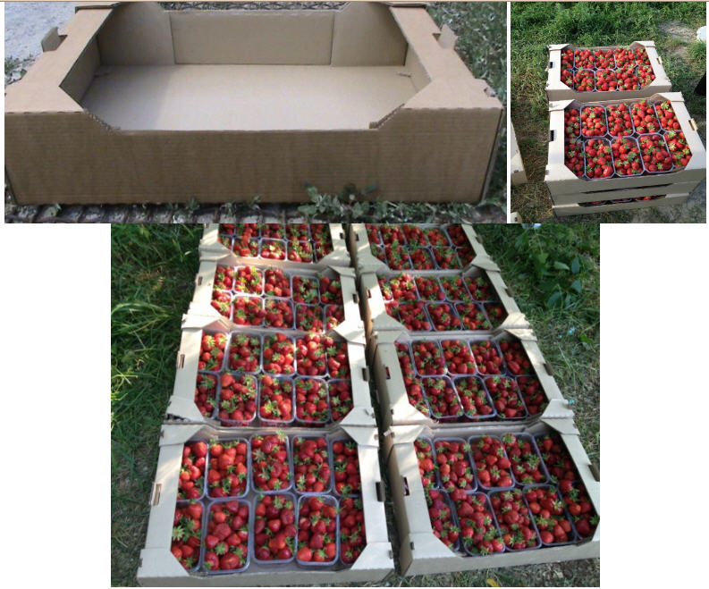 Фото 3. Продам.ягоду клубнику в хорошем качестве сорта: альбион