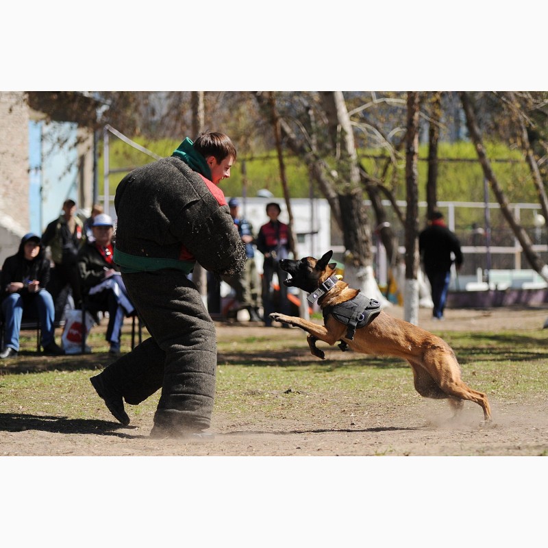 Фото 10. Дрессировка собак в омске - ОЦССС