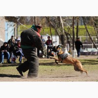 Дрессировка собак в омске - ОЦССС