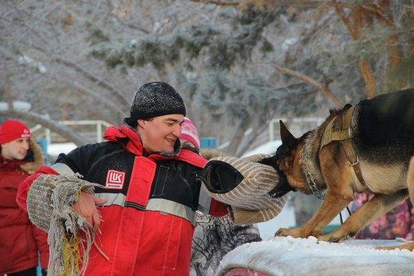 Фото 11. Дрессировка собак в омске - ОЦССС