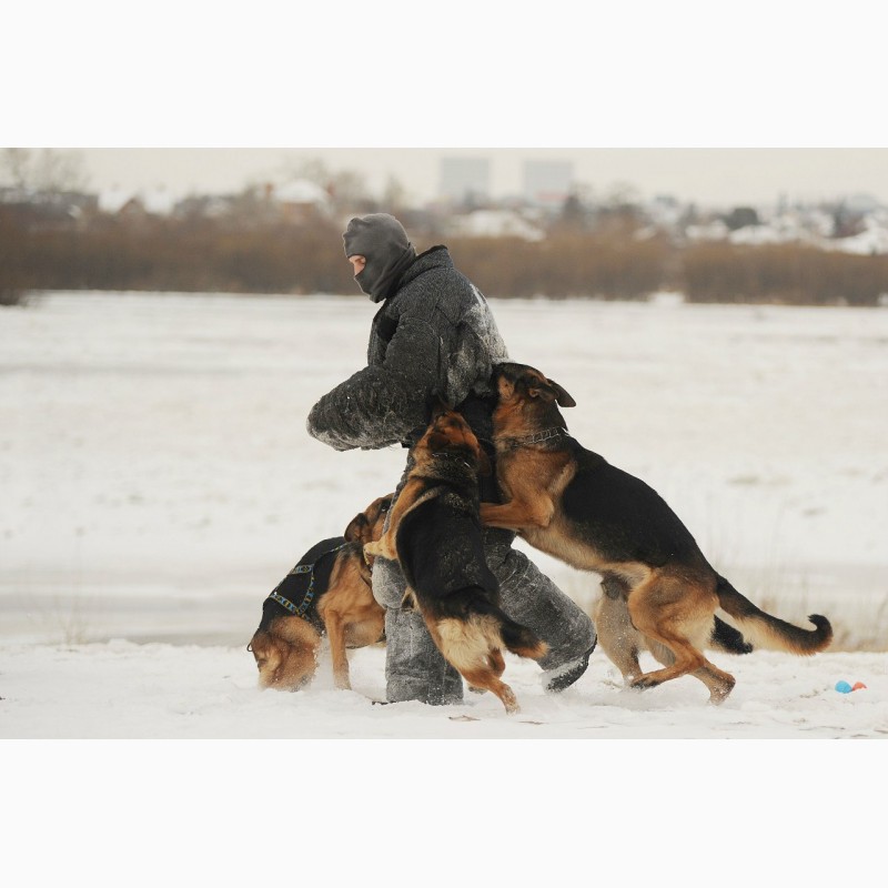 Фото 15. Дрессировка собак в омске - ОЦССС