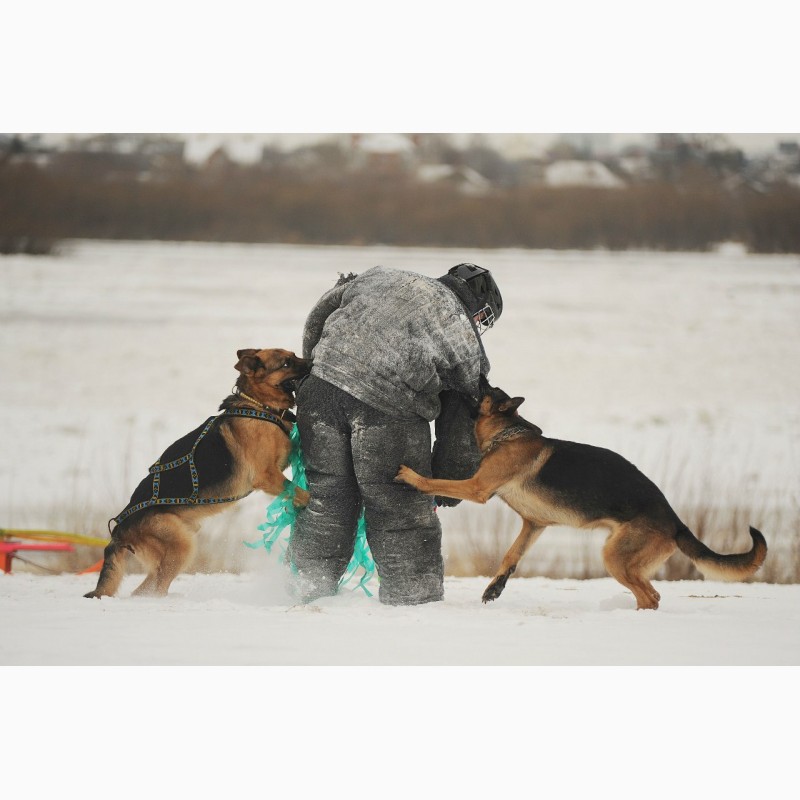 Фото 16. Дрессировка собак в омске - ОЦССС