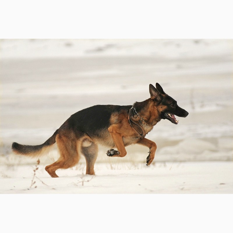 Фото 17. Дрессировка собак в омске - ОЦССС