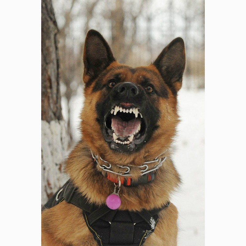 Фото 18. Дрессировка собак в омске - ОЦССС