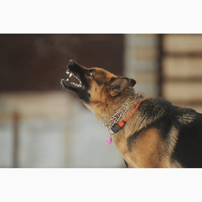 Фото 19. Дрессировка собак в омске - ОЦССС