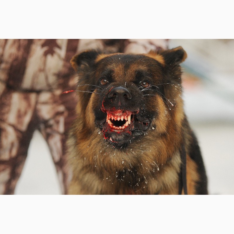 Фото 2. Дрессировка собак в омске - ОЦССС