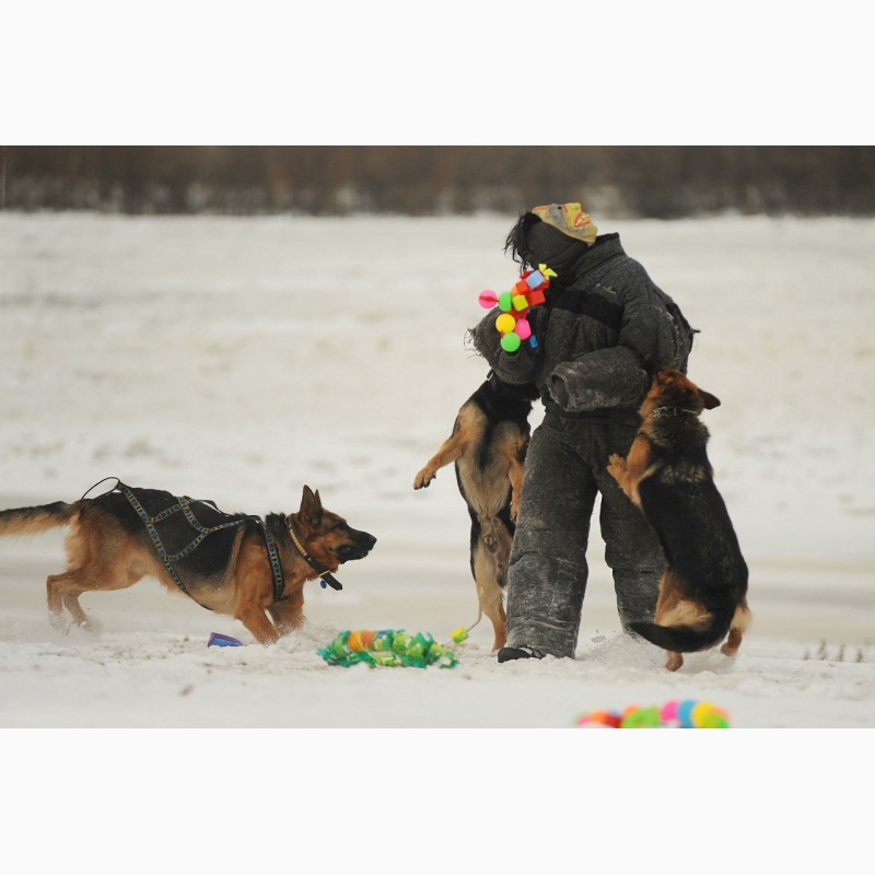 Фото 20. Дрессировка собак в омске - ОЦССС