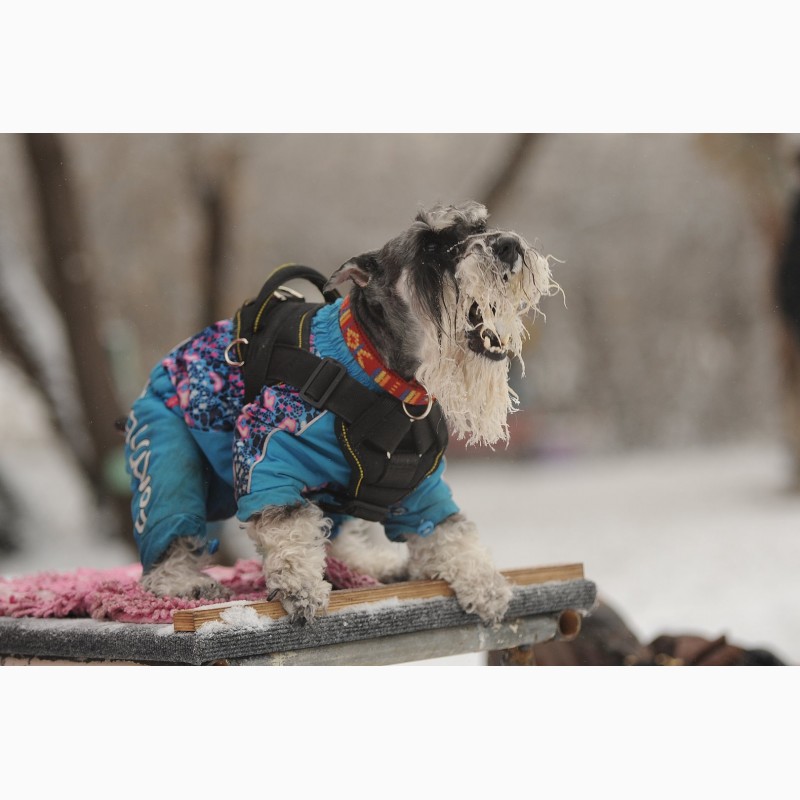 Фото 4. Дрессировка собак в омске - ОЦССС