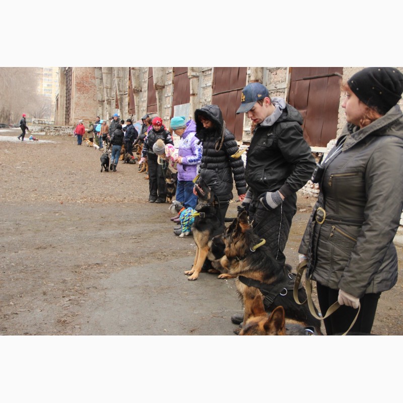 Фото 6. Дрессировка собак в омске - ОЦССС