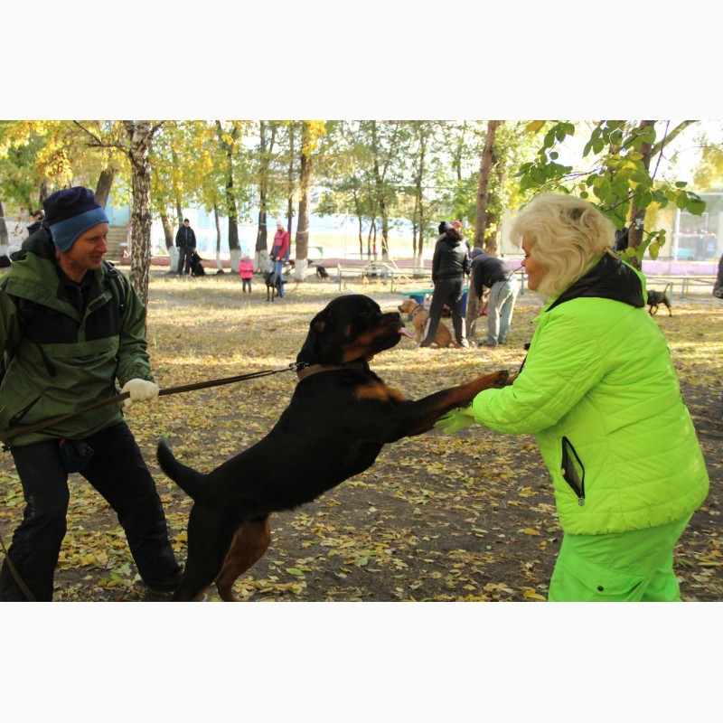 Фото 7. Дрессировка собак в омске - ОЦССС