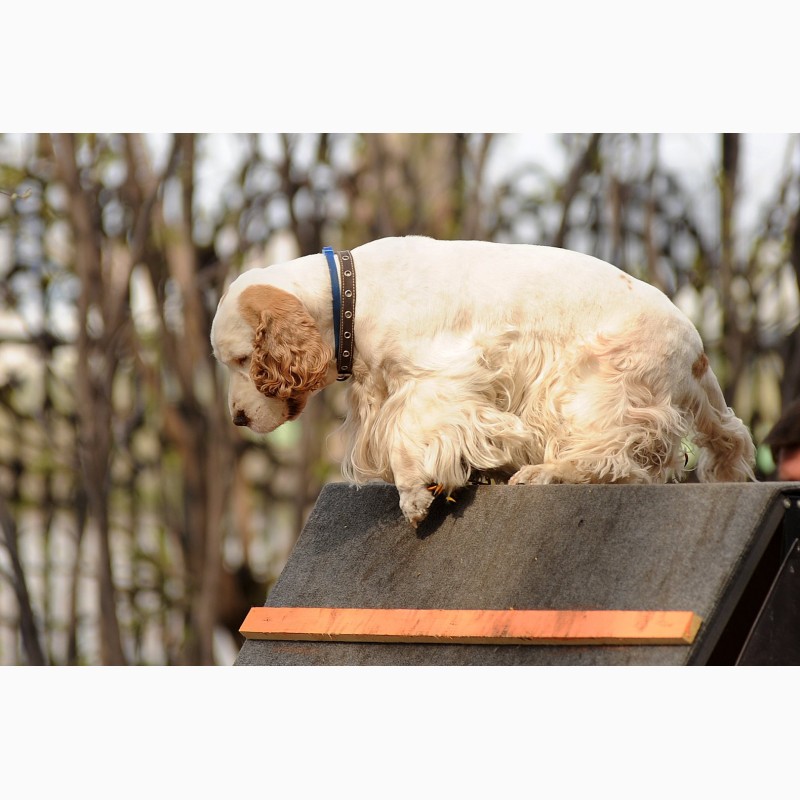 Фото 8. Дрессировка собак в омске - ОЦССС