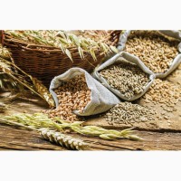 Куплю разные зерновые, бобовые и масличные культуры