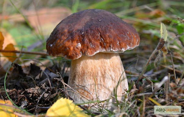 Фото 10. Мицелий белых грибов зерновой первичный с гарантией всхожести