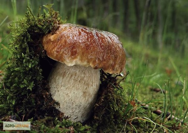 Фото 2. Мицелий белых грибов зерновой первичный с гарантией всхожести