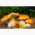 Мицелий белых грибов зерновой первичный с гарантией всхожести