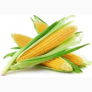 Предприятие закупает кукурузу крупным оптом