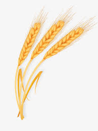 Закупівля пшениці. Великий гурт