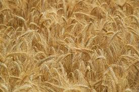 Фото 4. Закупівля пшениці. Великий гурт
