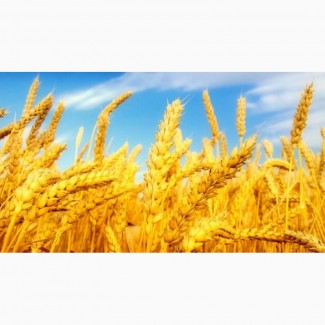 Покупаем фуражную пшеницу, в больших количествах