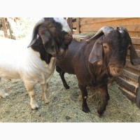 Продаются козы Бурской породы - мясная порода