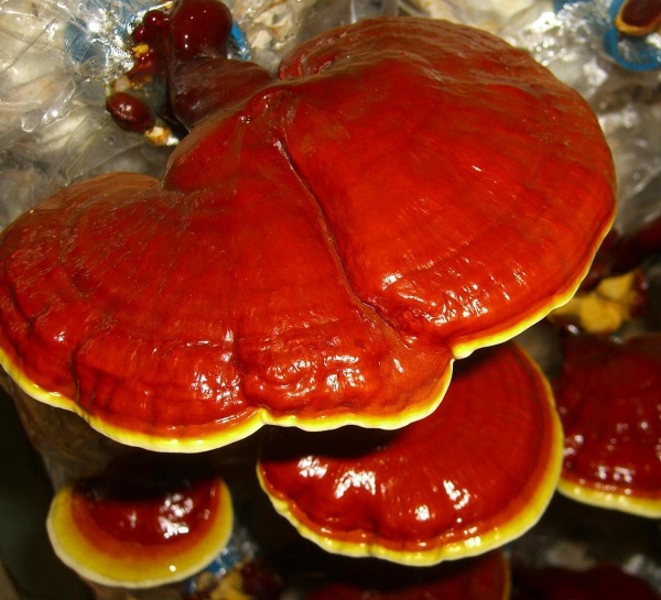 Фото 4. Мицелий грибов