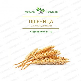 ПШЕНИЦА 1, 2, 3 класс, фуражная. ПРОДАМ (205$)