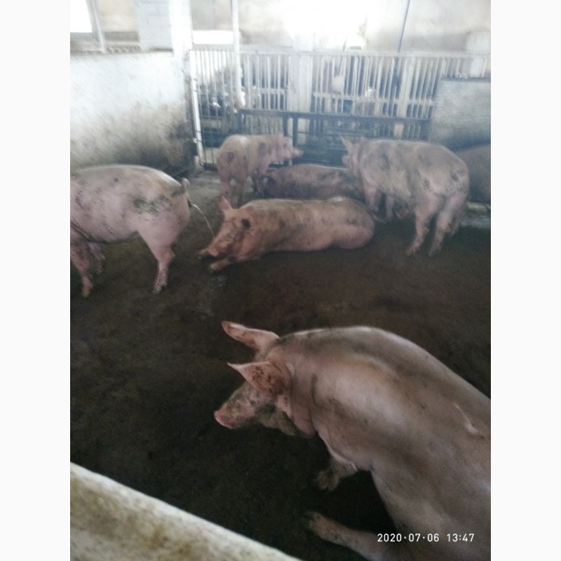 Фото 4. Продам свиней