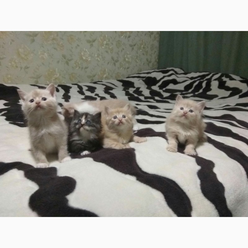 Фото 7. Малесенькі котята шукають свою сім#039;ю