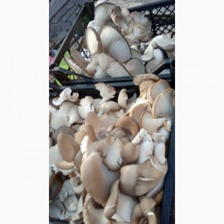 Продам грибы Вешенка, штамм к -17