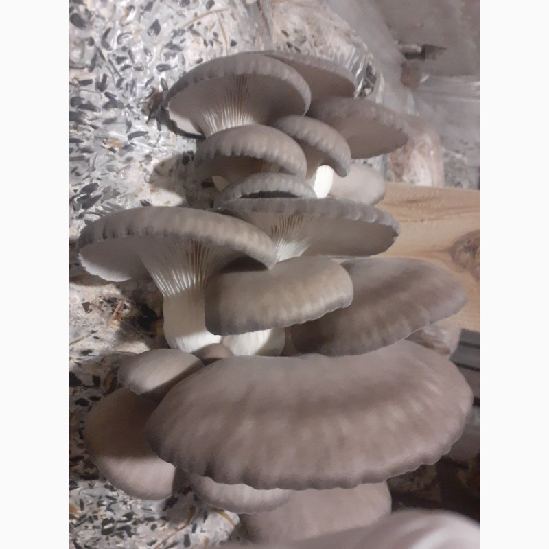 Фото 2. Продам грибы Вешенка, штамм к -17