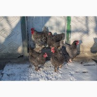 Продам курчата породи Мехеленська Зозуля (Малін)