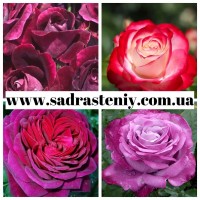 Новые сорта роз в ассортименте. Питомник Сад растений