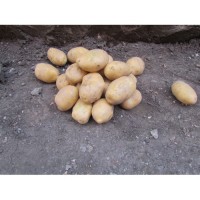 Продам картофель молодой