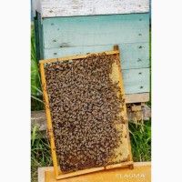 Продам бджолопакети Хмельницький р-н