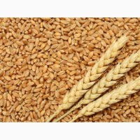 Закуповуємо пшеницю 3.4 Клас по Україні