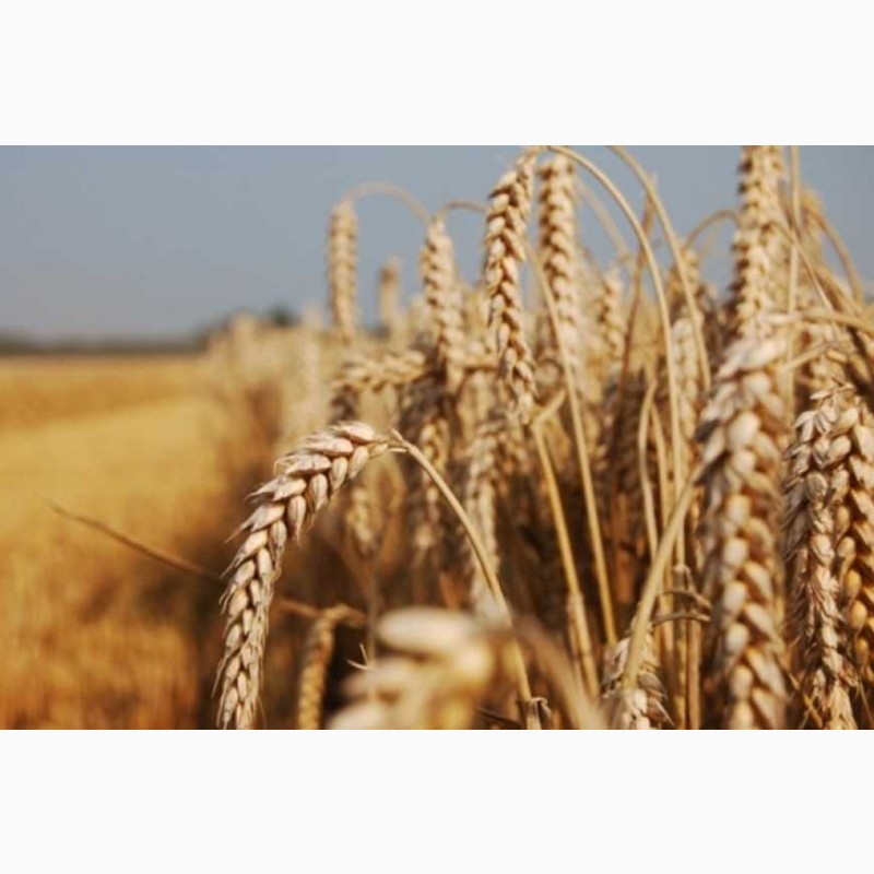 Фото 6. Закуповуємо пшеницю 3.4 Клас по Україні