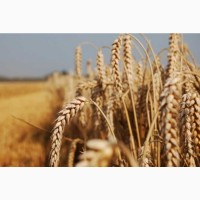 Закуповуємо пшеницю 3.4 Клас по Україні
