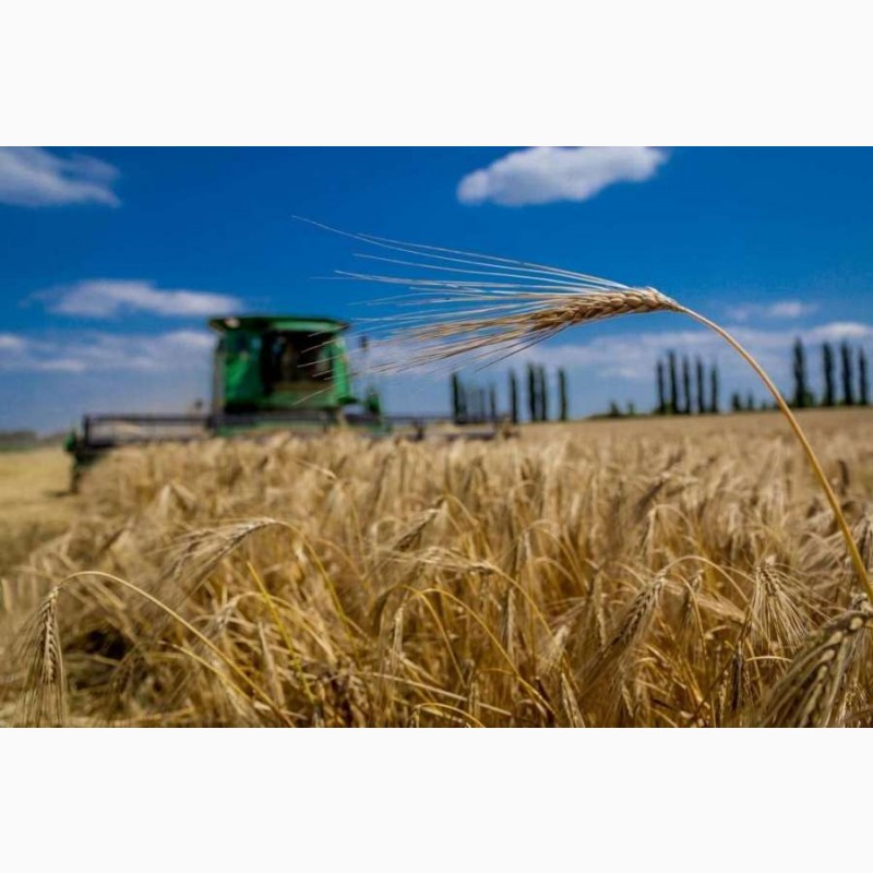 Фото 7. Закуповуємо пшеницю 3.4 Клас по Україні