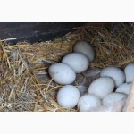 Продам мускусних качок (індокачок), є коричневі, білі і голубі