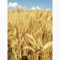 Пшеница озимая Спадщина Одеська (элита)