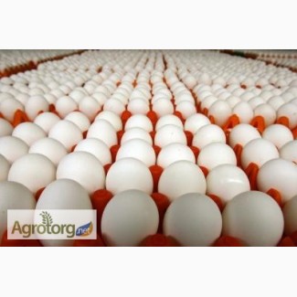 Яйца инкубационные 100% соответствие породам