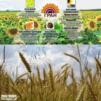 Продамо насіння спельти озимої Зоря України ( 280-290 дн)