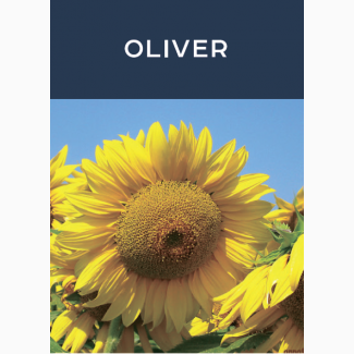 Продаем семена подсолнечника OLIVER, производитель Евросем