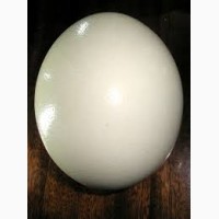Яйці страуса (пусті)