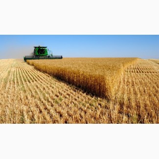 Підприємство купляє пшеницю 2, 3, 6 класу, ціна висока