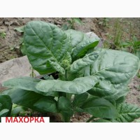 Продам семена табака- Вирджиния, Берли, Трапезонд_92, Махорка