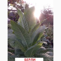 Продам семена табака- Вирджиния, Берли, Трапезонд_92, Махорка