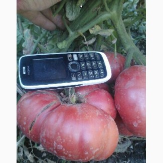 Насіння семена помідор томатов гигантов