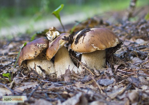 Грибница белого гриба - семена грибов для выращивания на приусадебном участке и помещении